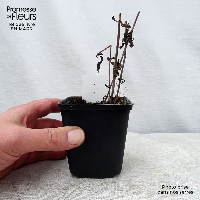 Veronicastrum virginicum Pink Glow Vasetto da 8/9 cm esemplare consegnato in primavera