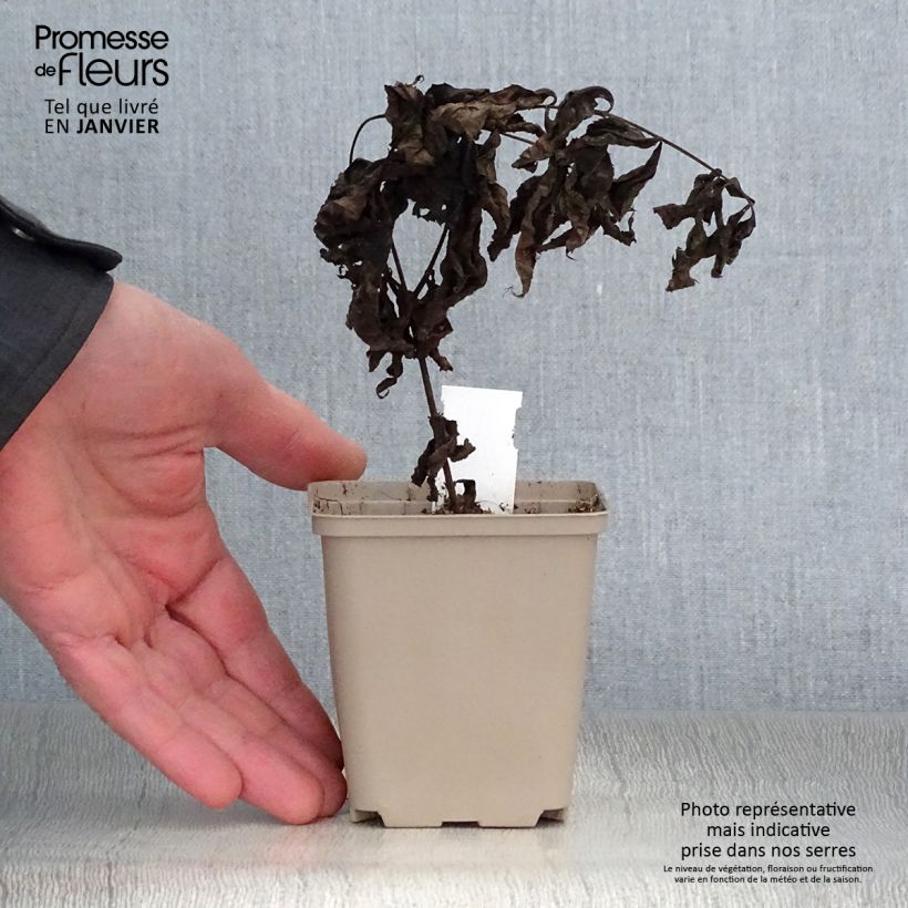 Veronicastrum virginicum Pink Glow Vasetto da 8/9 cm esemplare consegnato in inverno