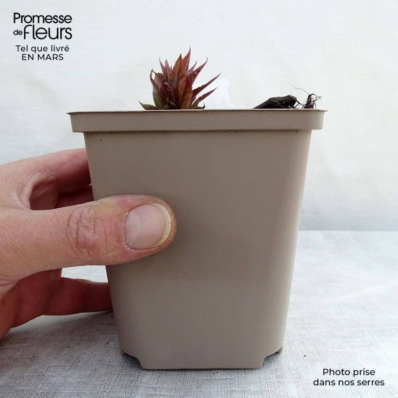 Veronicastrum virginicum Red Arrows Vasetto da 8/9 cm esemplare consegnato in primavera