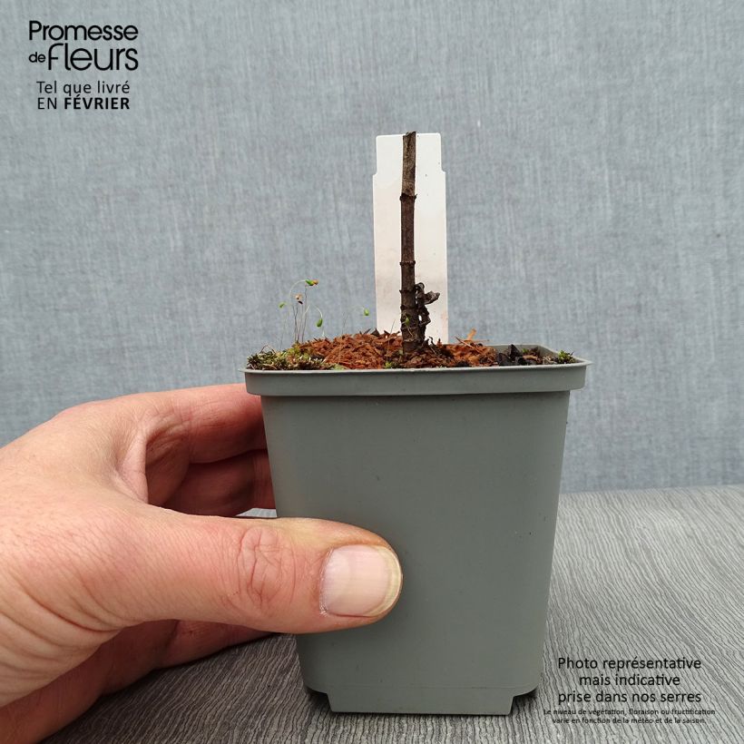 Veronicastrum virginicum Spring Dew Vasetto da 8/9 cm esemplare consegnato in inverno