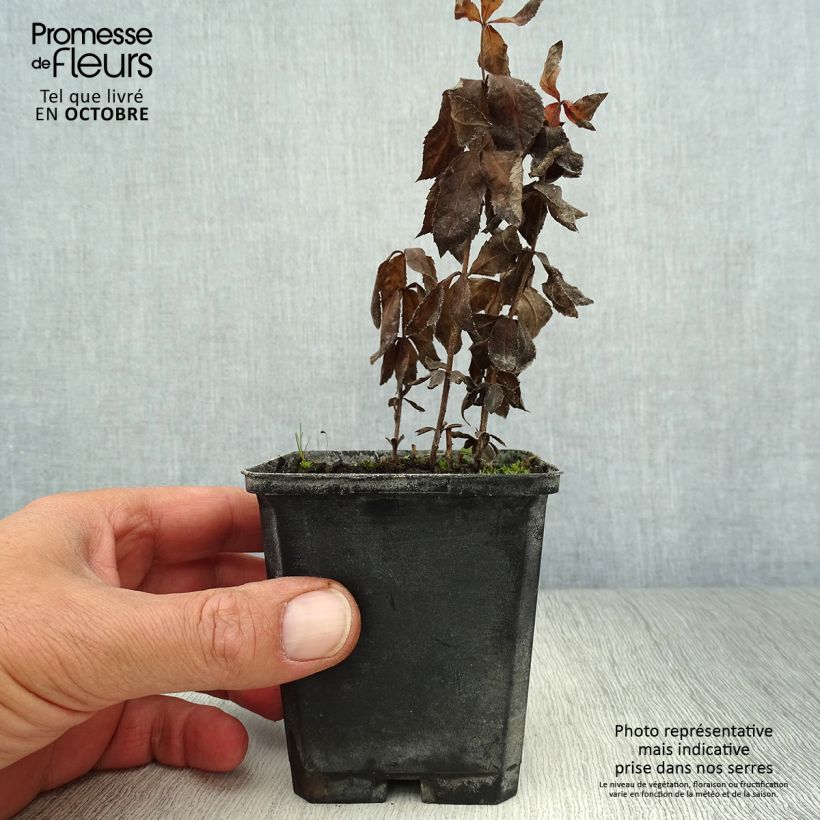 Esemplare di Veronicastrum virginicum Temptation Vasetto da 8/9 cm come consegnato in autunno