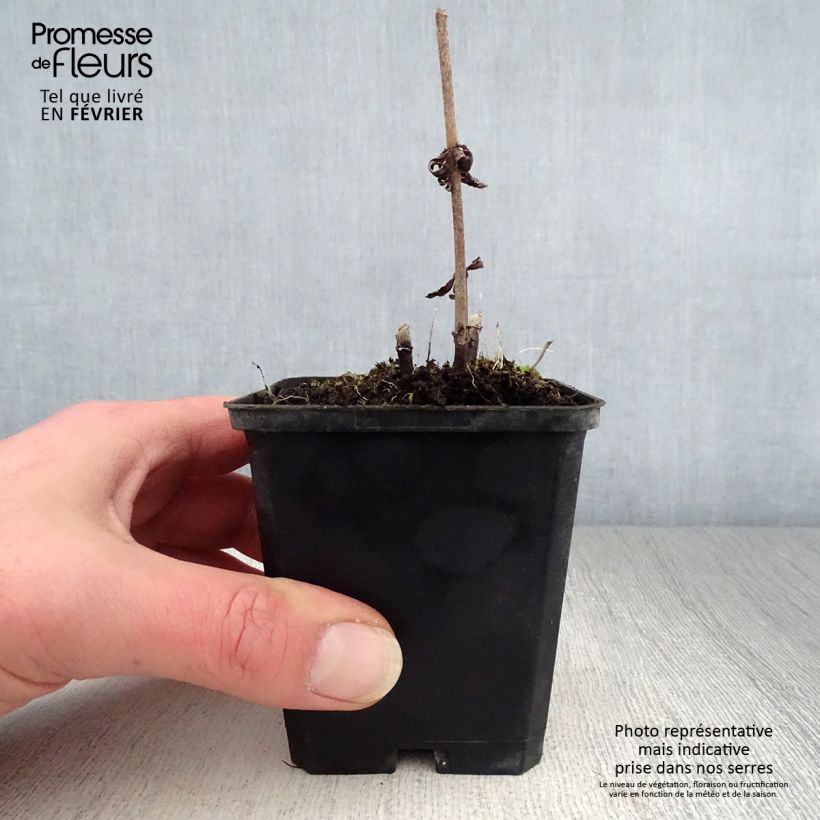 Veronicastrum virginicum Temptation Vasetto da 8/9 cm esemplare consegnato in inverno