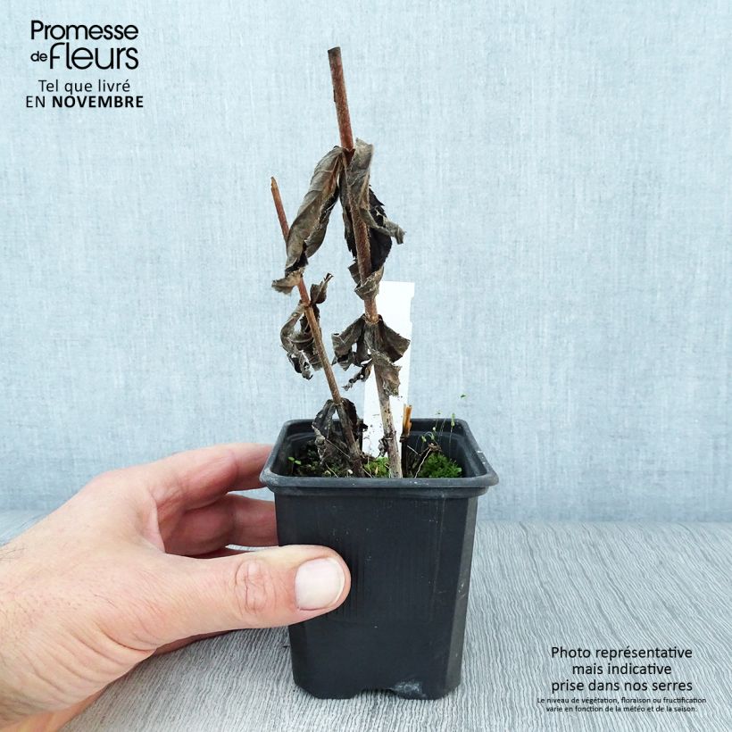 Esemplare di Veronicastrum virginicum var. album Vasetto da 8/9 cm come consegnato in autunno