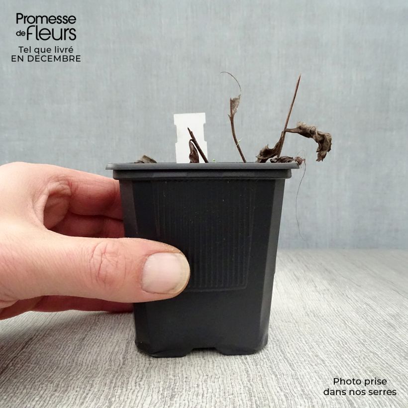 Veronicastrum virginicum var. album Vasetto da 8/9 cm esemplare consegnato in inverno