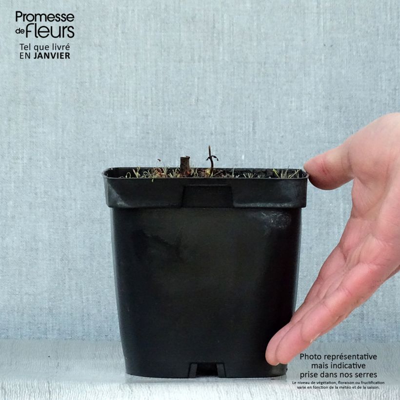 Veronicastrum virginicum var. album Vaso da 2L/3L esemplare consegnato in inverno