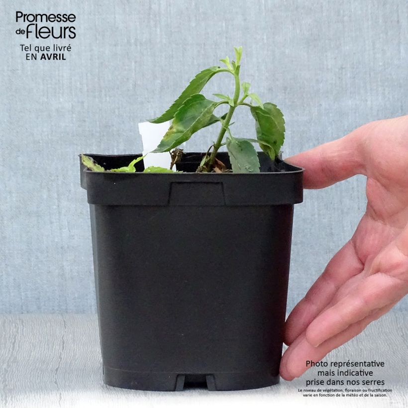 Veronicastrum virginicum var. album Vaso da 2L/3L esemplare consegnato in primavera