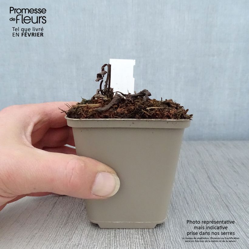 Veronicastrum virginicum Apollo Vasetto da 8/9 cm esemplare consegnato in inverno