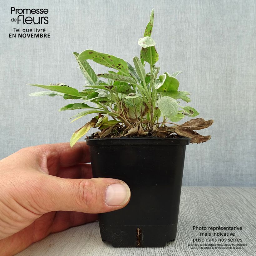 Esemplare di Veronica spicata subsp. incana Silbersee Vasetto da 8/9 cm come consegnato in autunno