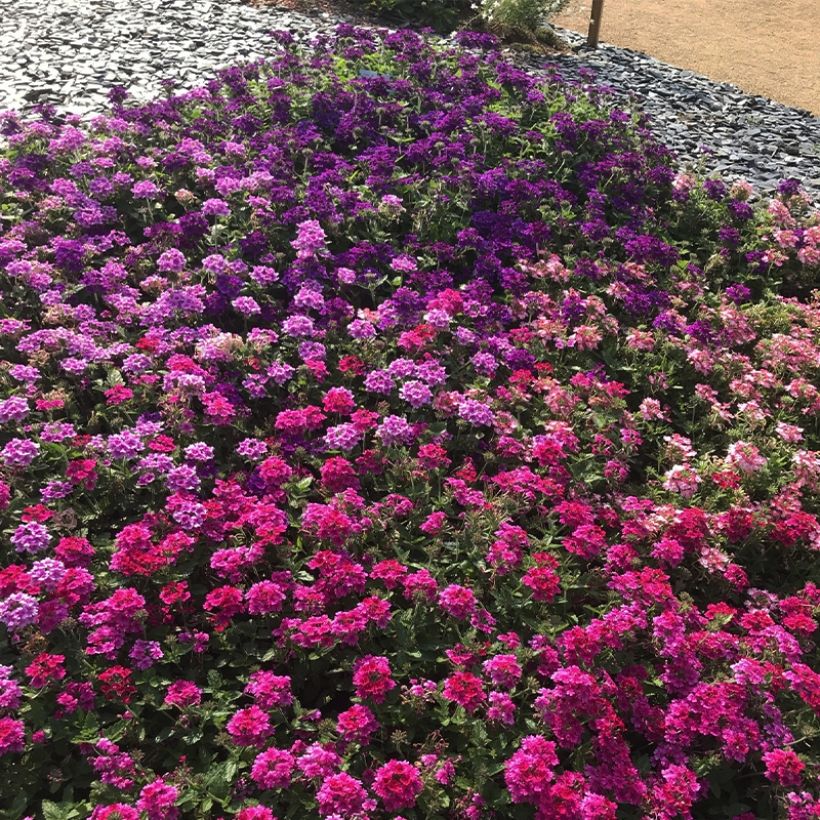 Verbena Endurascape Magenta (Porto)