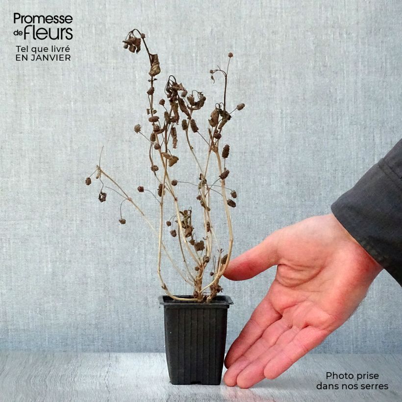 Lippia dulcis - Zucchero azteco Vasetto da 7/8 cm esemplare consegnato in inverno