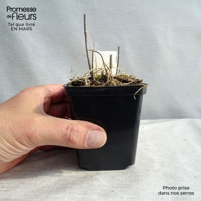 Verbena hastata Alba Vasetto da 8/9 cm esemplare consegnato in inverno