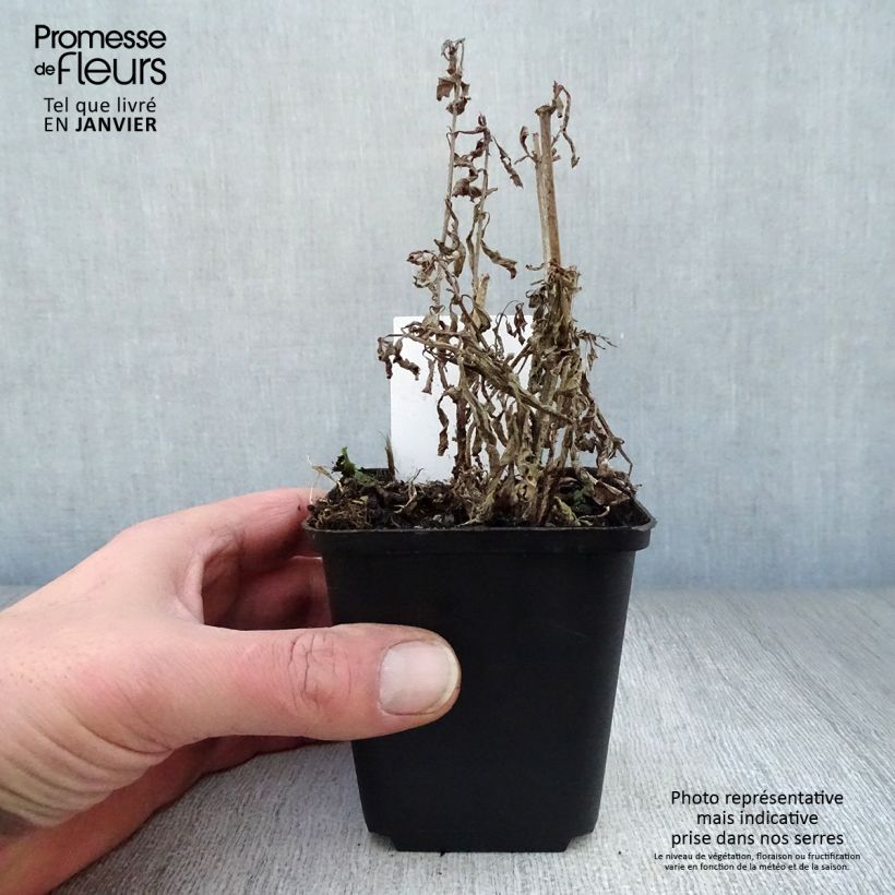 Verbena hastata Vasetto da 8/9 cm esemplare consegnato in inverno