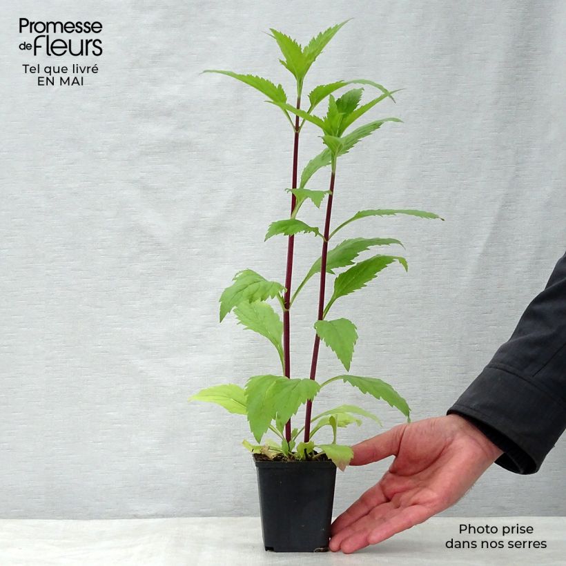 Verbena hastata Rosea Vasetto da 8/9 cm esemplare consegnato in primavera