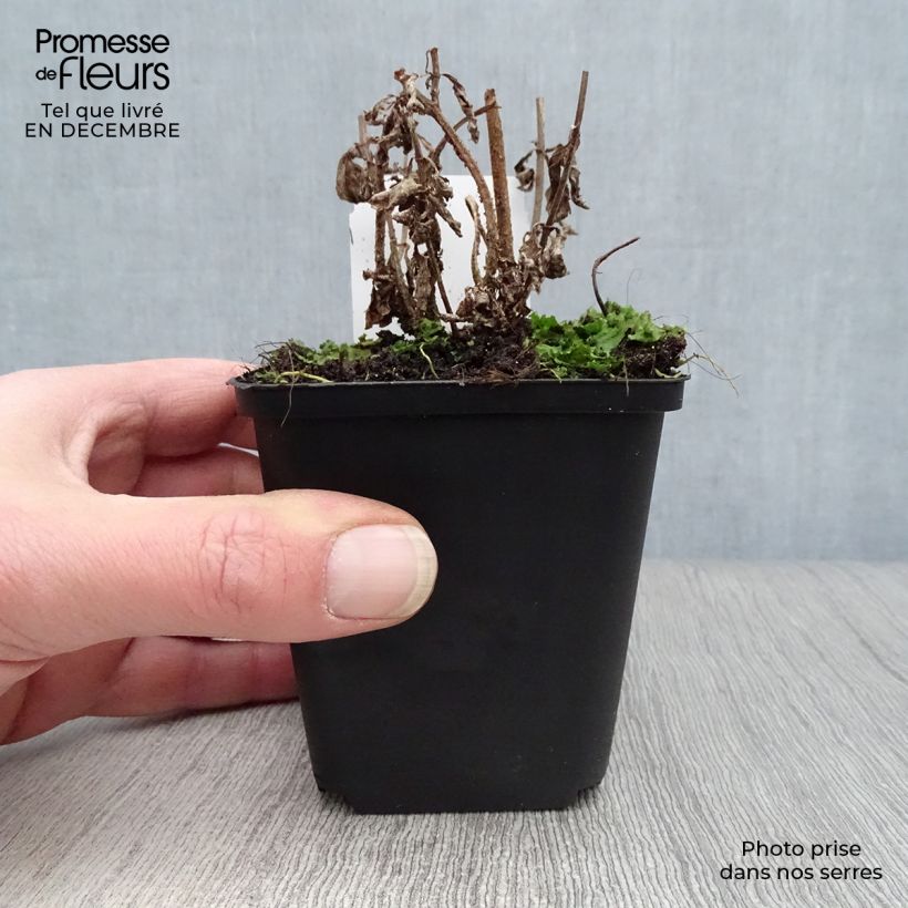 Verbena hastata Rosea Vasetto da 8/9 cm esemplare consegnato in inverno