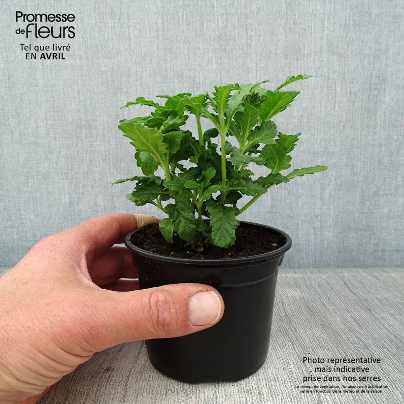 Verbena Virgo up Purple Vasetto da 8/9 cm esemplare consegnato in primavera