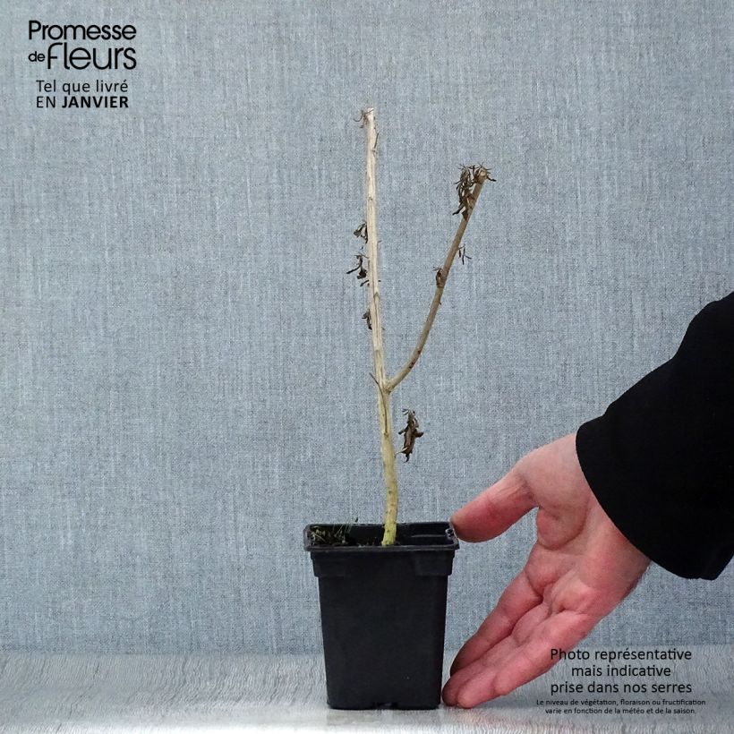 Aloysia polystachia Vasetto da 7/8 cm esemplare consegnato in inverno