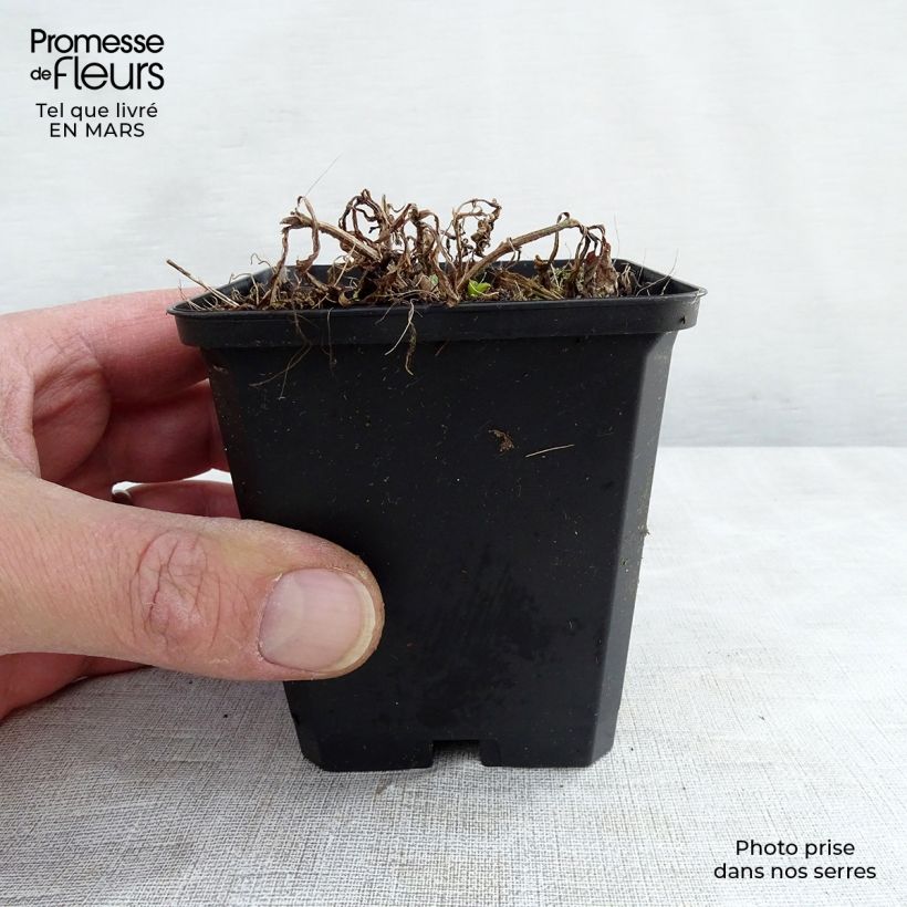 Verbena hastata White Spires Vasetto da 8/9 cm esemplare consegnato in inverno