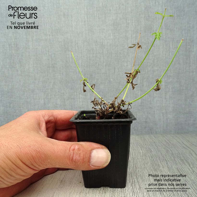Esemplare di Verbena officinalis Bio - Verbena comune Vasetto da 7/8 cm come consegnato in autunno