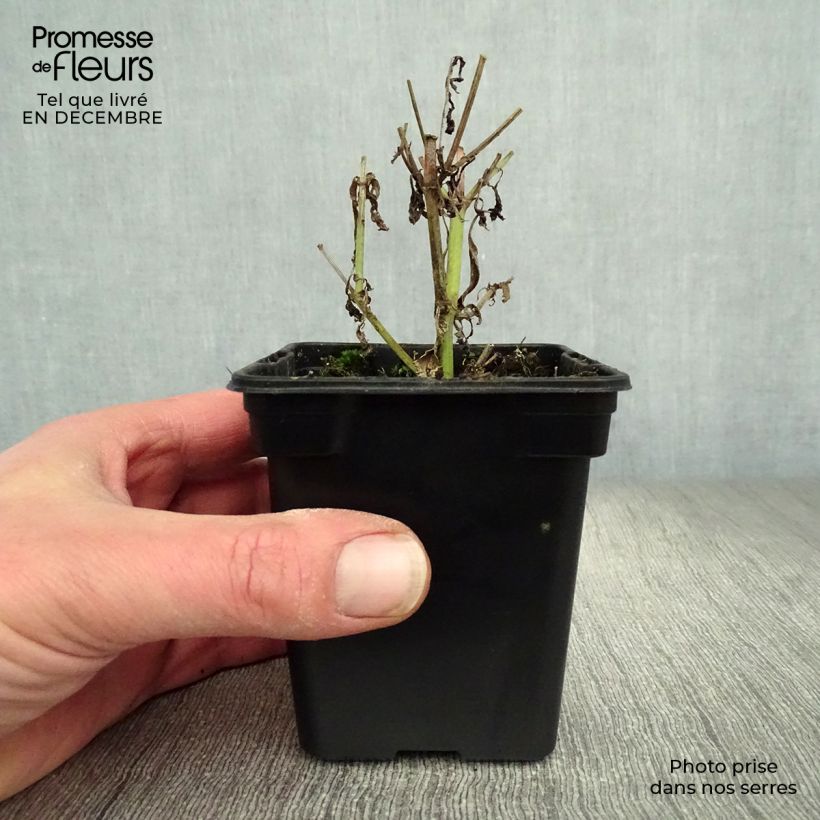 Verbena officinalis Bio - Verbena comune Vasetto da 7/8 cm esemplare consegnato in inverno