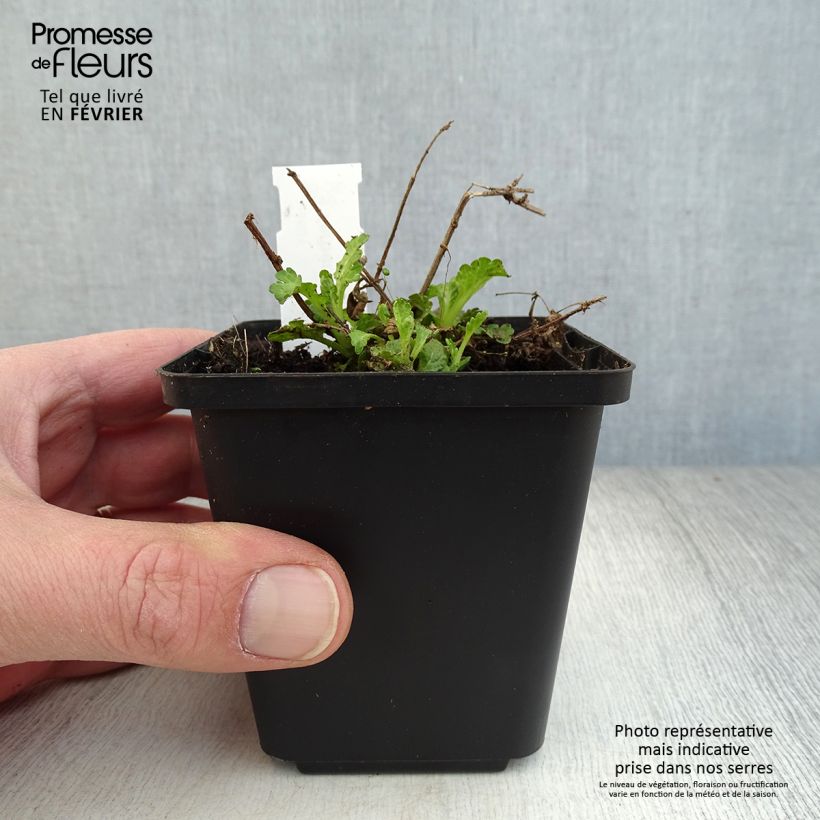 Verbena officinalis - Verbena comune Vasetto da 8/9 cm esemplare consegnato in inverno