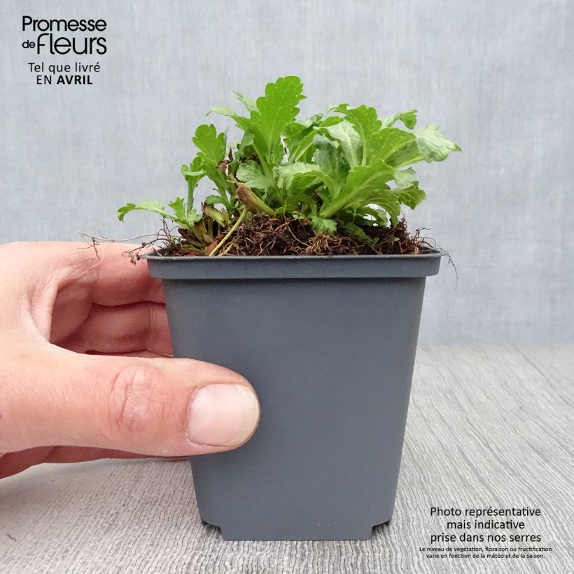 Verbena officinalis - Verbena comune Vasetto da 8/9 cm esemplare consegnato in primavera