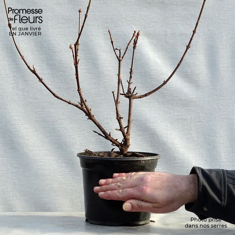 Viburnum bodnantense Dawn Vaso da 2L/3L esemplare consegnato in inverno