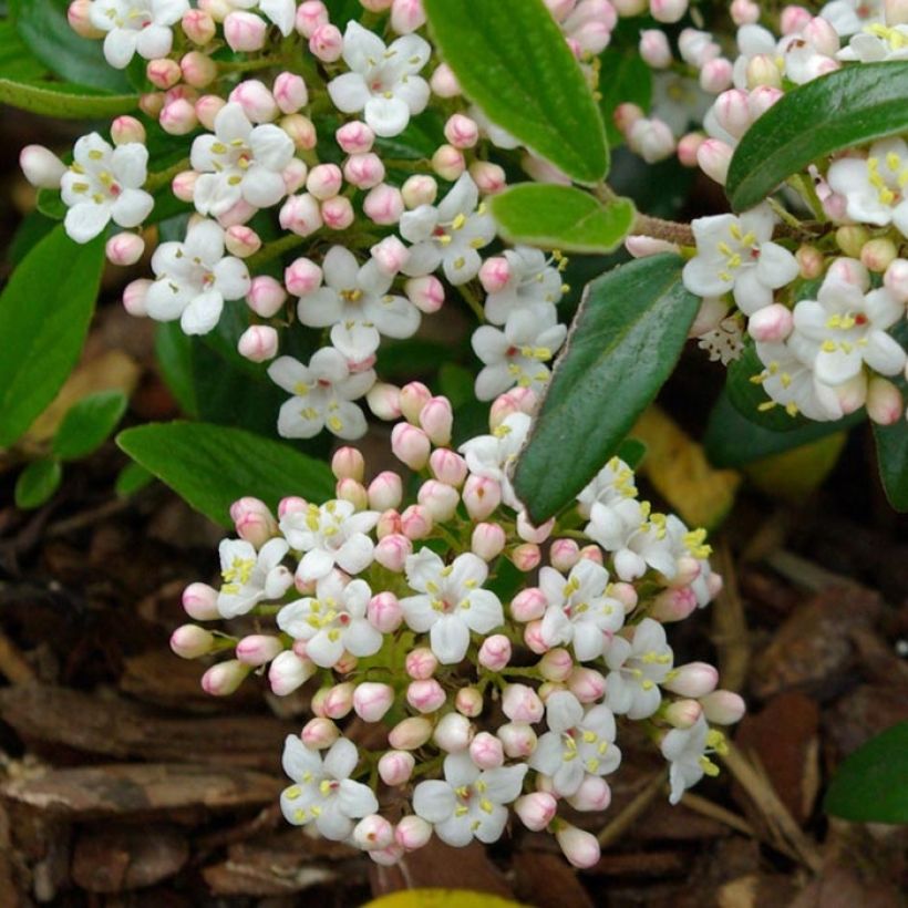 Viburnum burkwoodii Conoy (Fioritura)