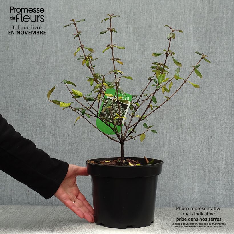 Esemplare di Viburnum burkwoodii Conoy Vaso da 4L/5L come consegnato in autunno