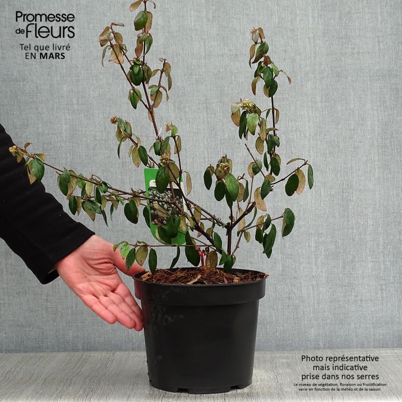 Viburnum burkwoodii Conoy Vaso da 4L/5L esemplare consegnato in inverno