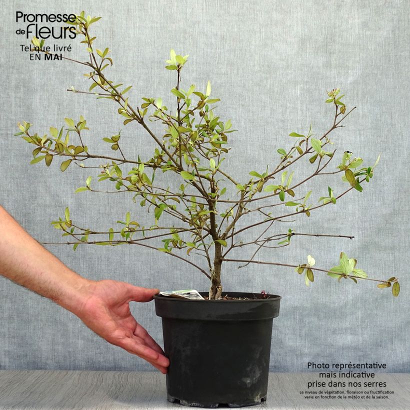 Viburnum burkwoodii Conoy Vaso da 4L/5L esemplare consegnato in primavera