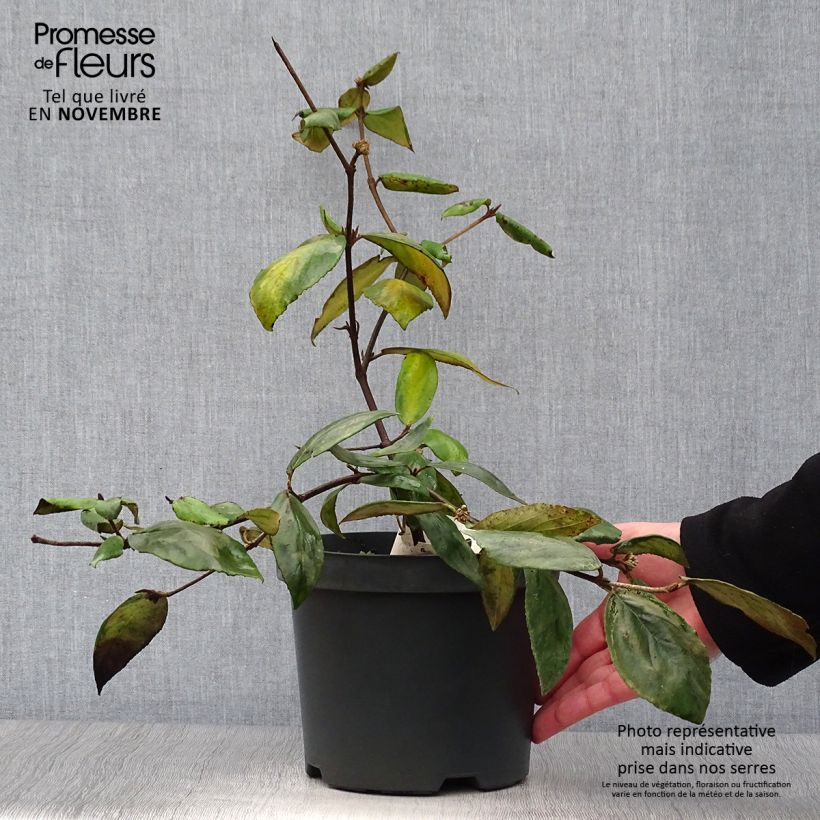 Esemplare di Viburnum burkwoodii Vaso da 3L/4L come consegnato in autunno