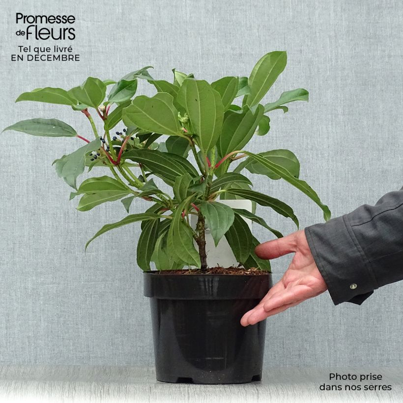 Viburnum davidii Vaso da 3L/4L esemplare consegnato in inverno