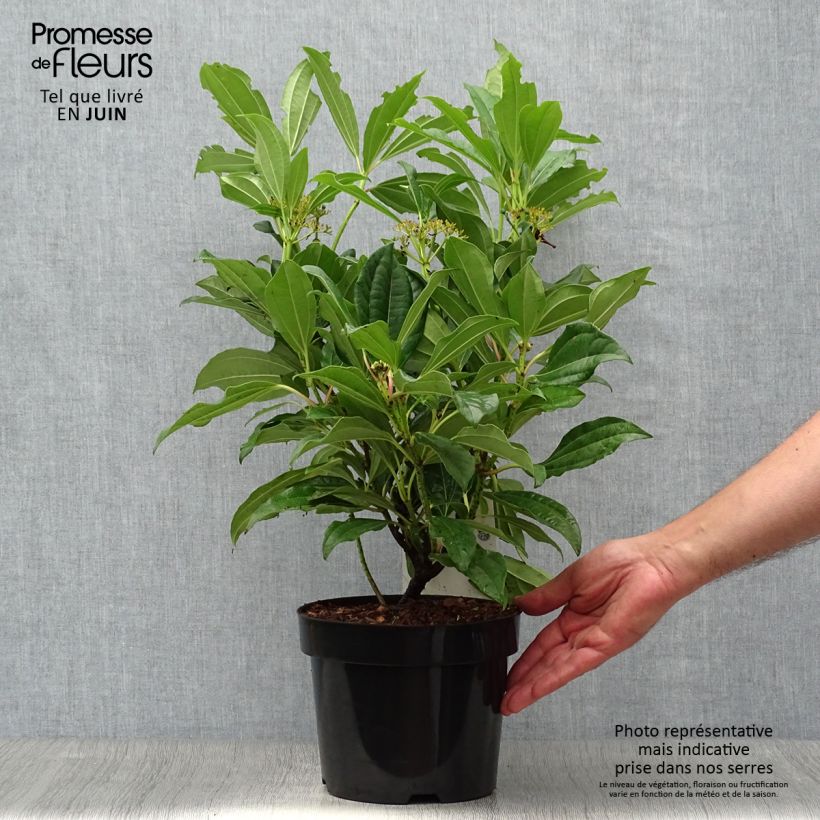 Esemplare di Viburnum davidii Vaso da 3L/4L consegnato in estate