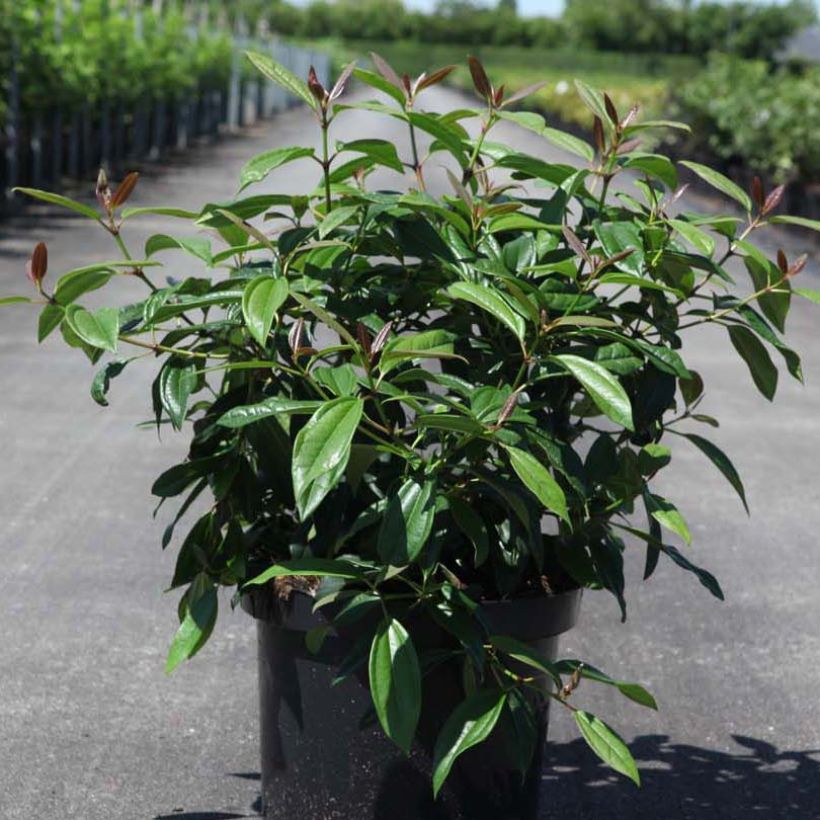 Viburnum davidii Angustifolium (Porto)