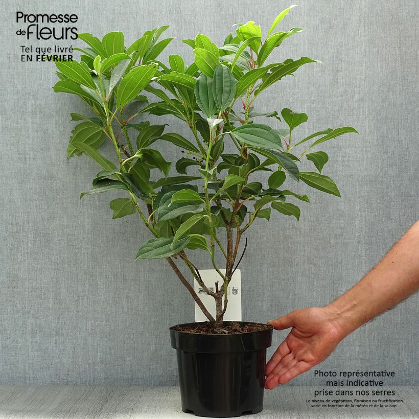 Esemplare di Viburnum davidii Vaso da 3L/4L come consegnato in autunno