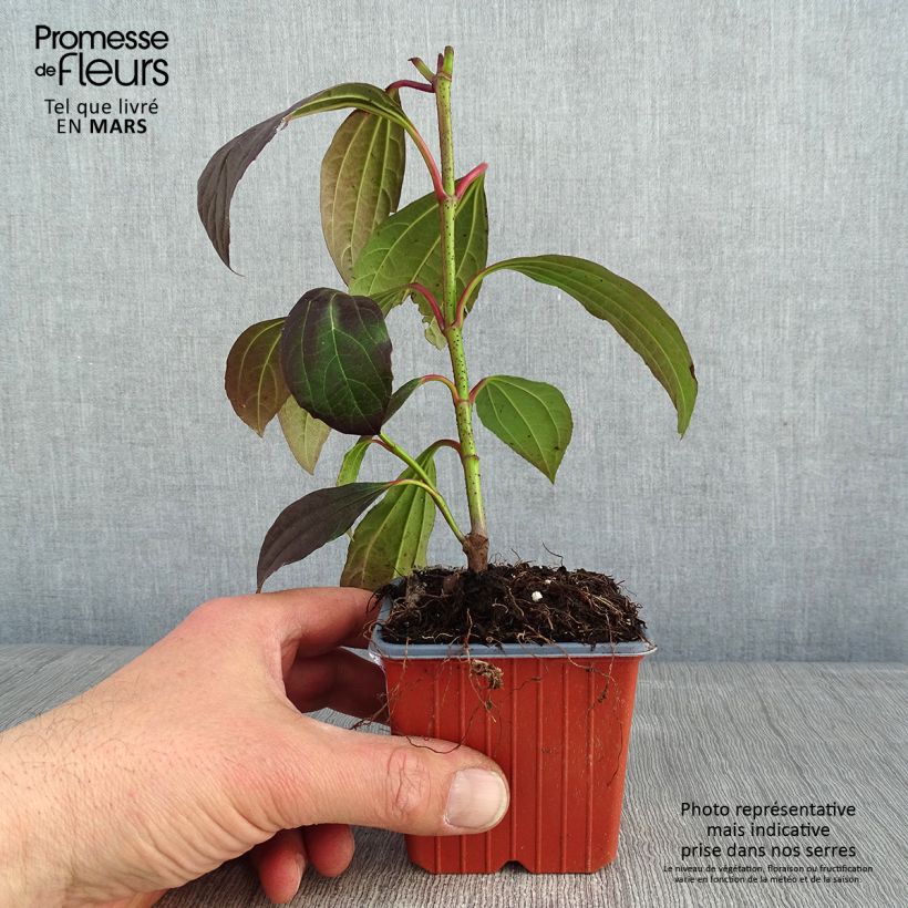 Viburnum davidii Vasetto da 8/9 cm esemplare consegnato in inverno