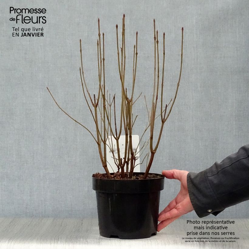 Viburnum dentatum Blue Muffin Vaso da 3L/4L esemplare consegnato in inverno