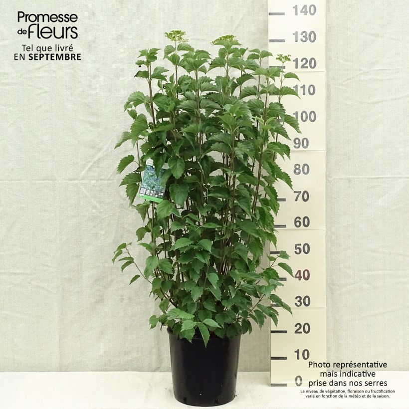 Esemplare di Viburnum dentatum Blue Muffin Vaso da 12L/15L come consegnato in autunno