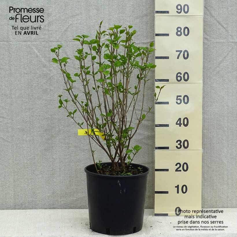 Viburnum dentatum Blue Muffin Vaso da 12L/15L esemplare consegnato in primavera