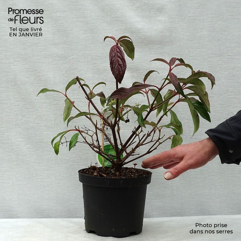 Viburnum hillieri Winton Vaso da 3L/4L esemplare consegnato in inverno