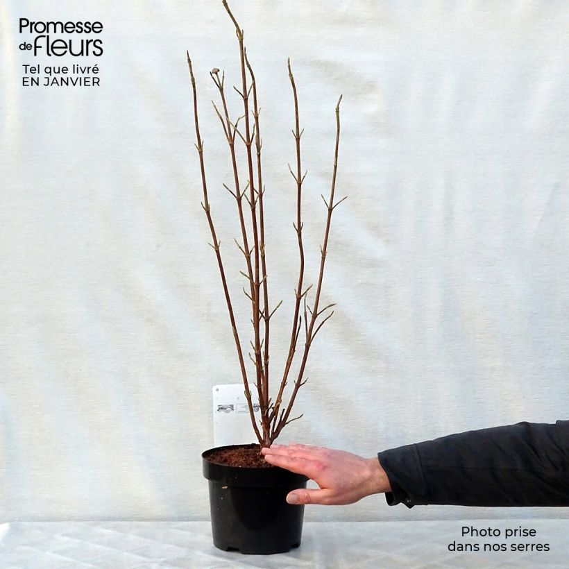 Viburnum lantana Mohican Vaso da 3L/4L esemplare consegnato in inverno