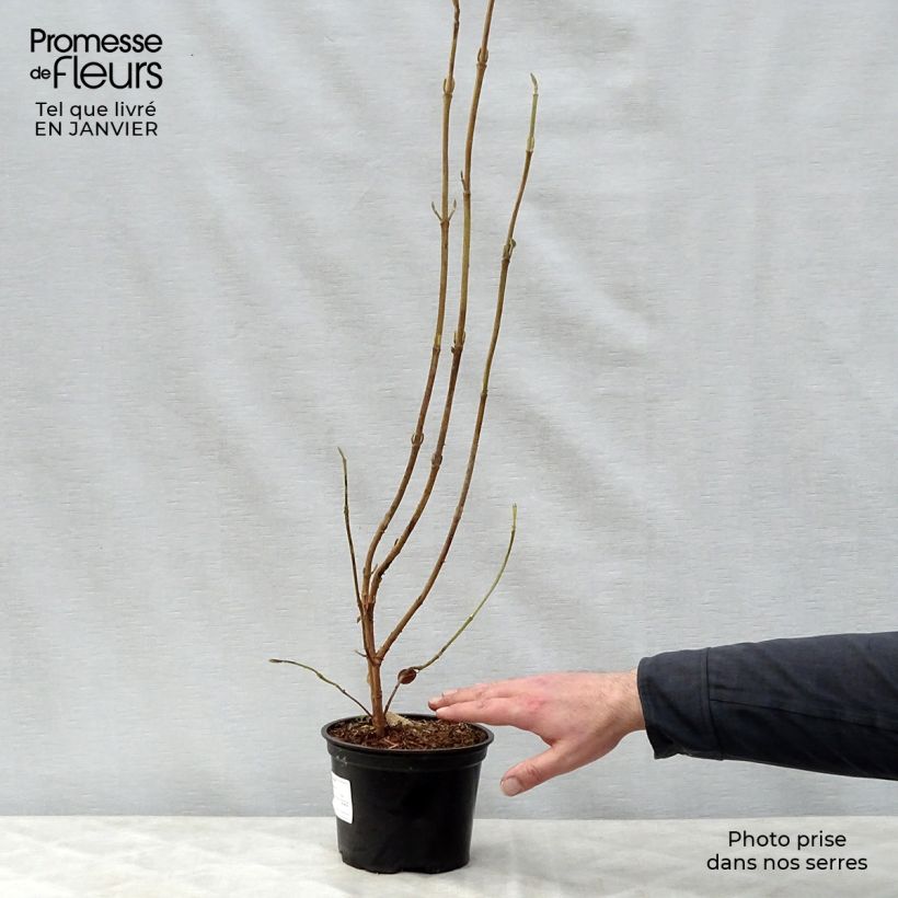 Viburnum lantana Vaso da 1,5L/2L esemplare consegnato in inverno