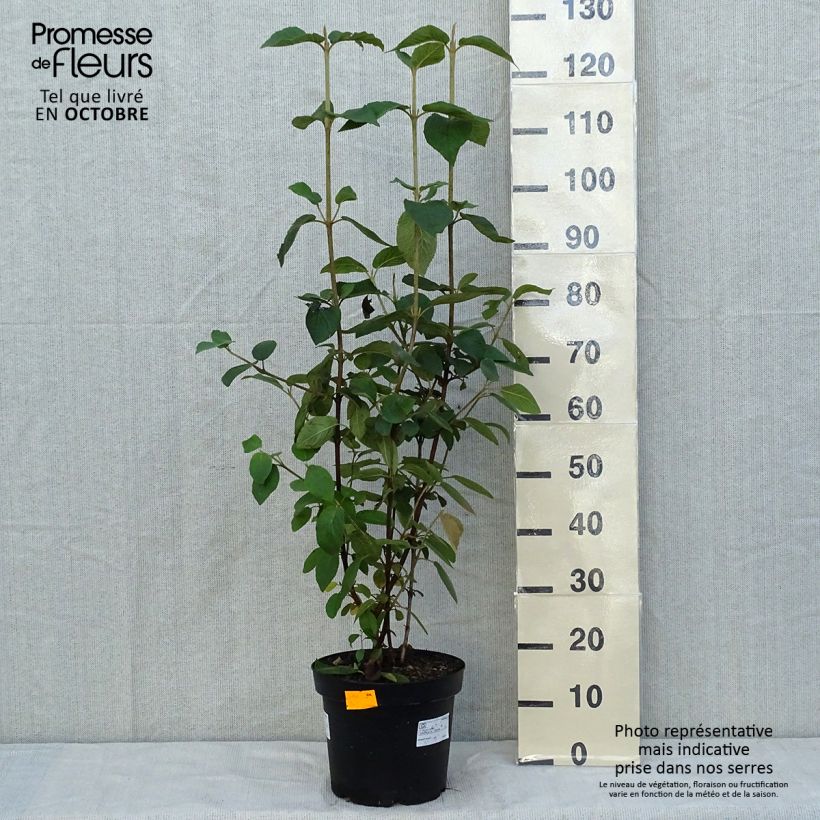 Esemplare di Viburnum lantana Vaso da 4L/5L come consegnato in autunno