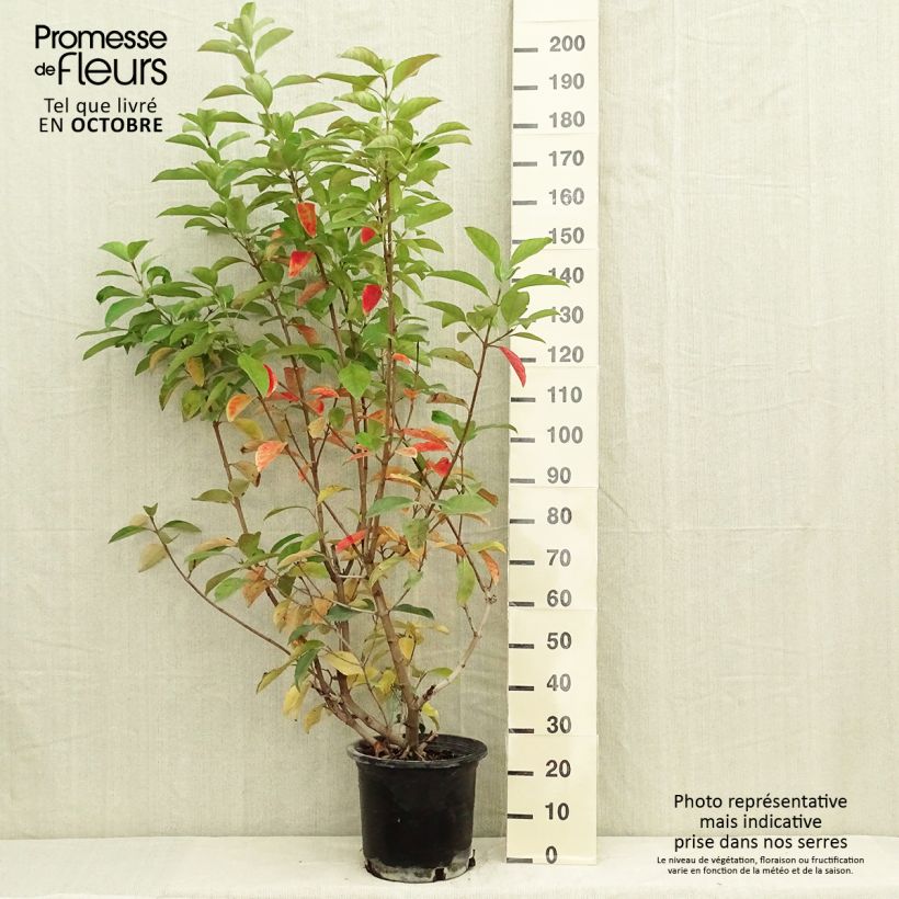Esemplare di Viburnum lucidum - Viburno lucido Vaso da 2L/3L come consegnato in autunno
