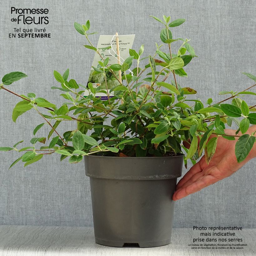 Esemplare di Viburnum macrocephalum Happy Fortuna Vaso da 3L/4L come consegnato in autunno
