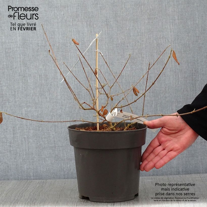 Viburnum macrocephalum Happy Fortuna Vaso da 3L/4L esemplare consegnato in inverno