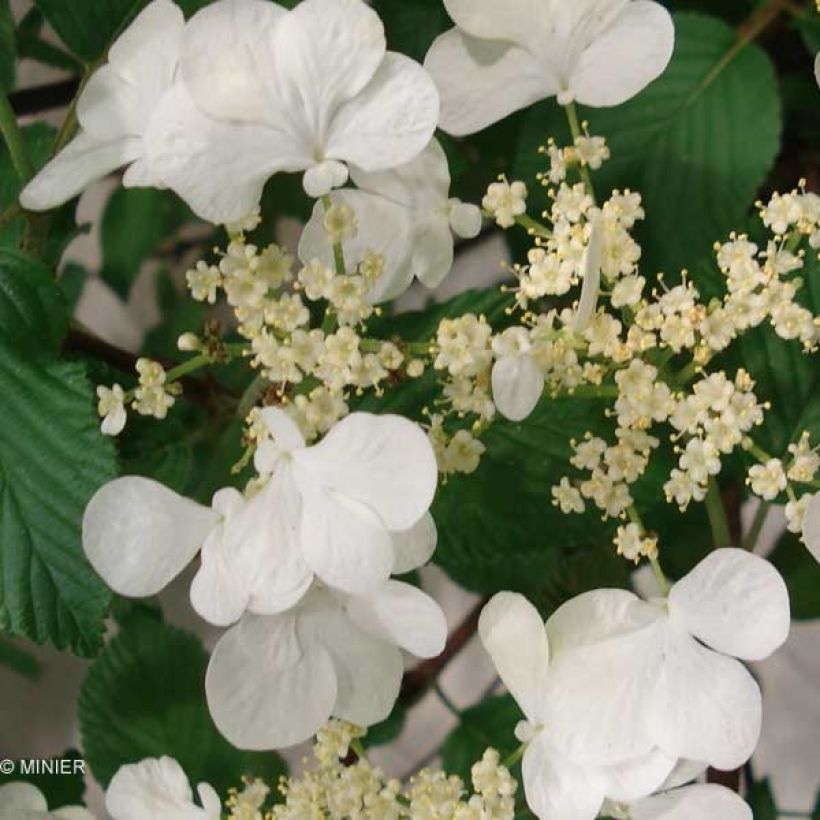 Viburnum plicatum Mariesii Great Star (Fioritura)