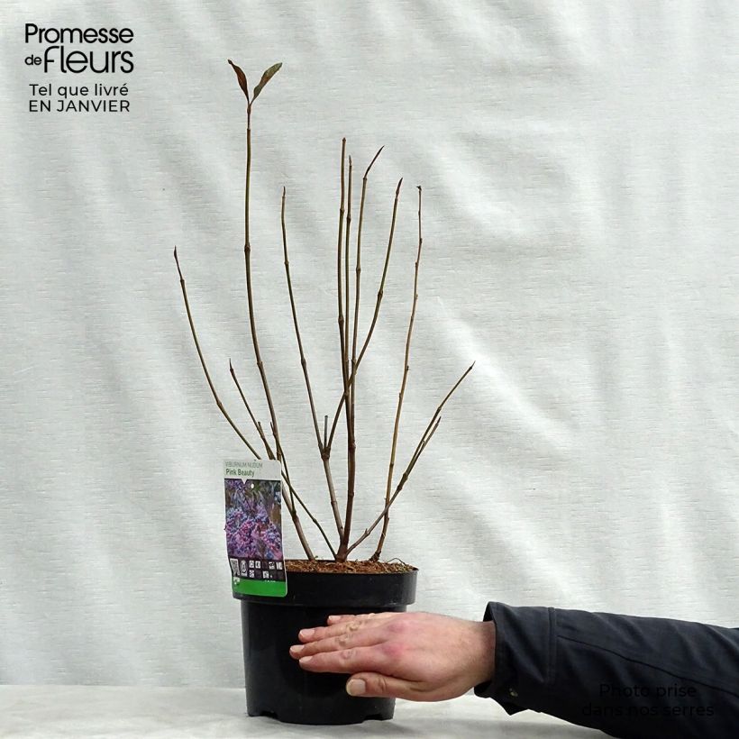 Viburnum nudum Pink Beauty Vaso da 3L/4L esemplare consegnato in inverno