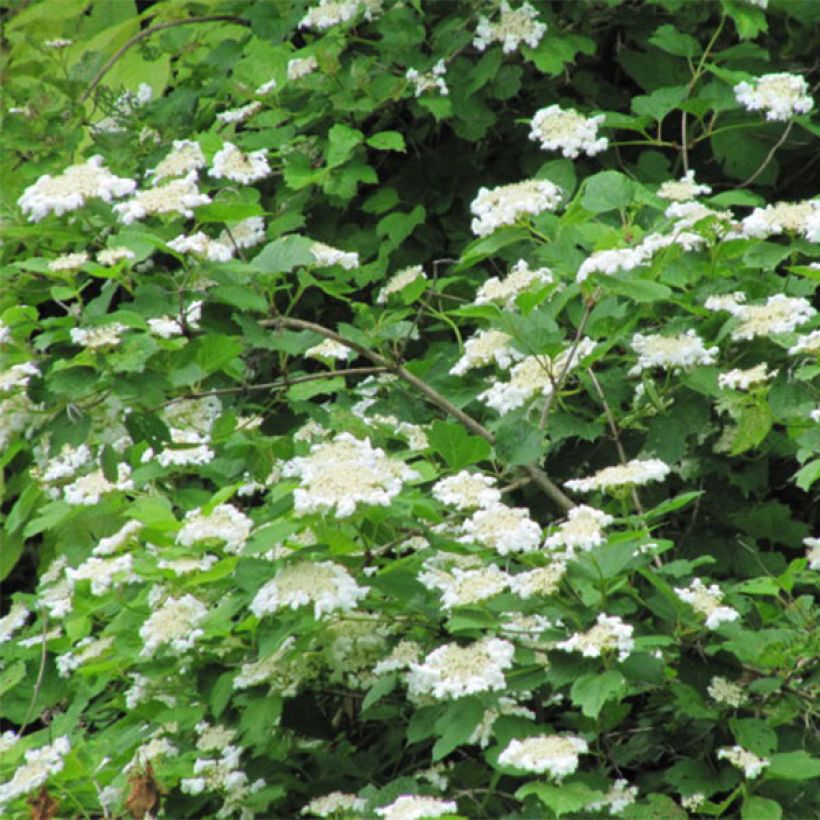 Viburnum opulus - Oppio (Fioritura)