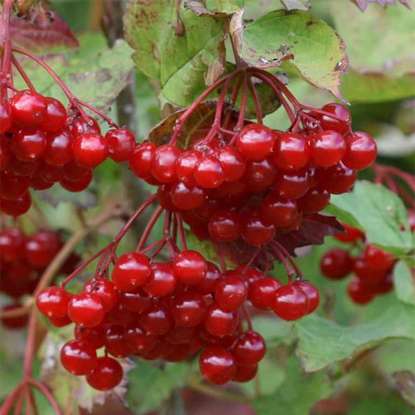 Viburnum opulus - Oppio (Raccolta)